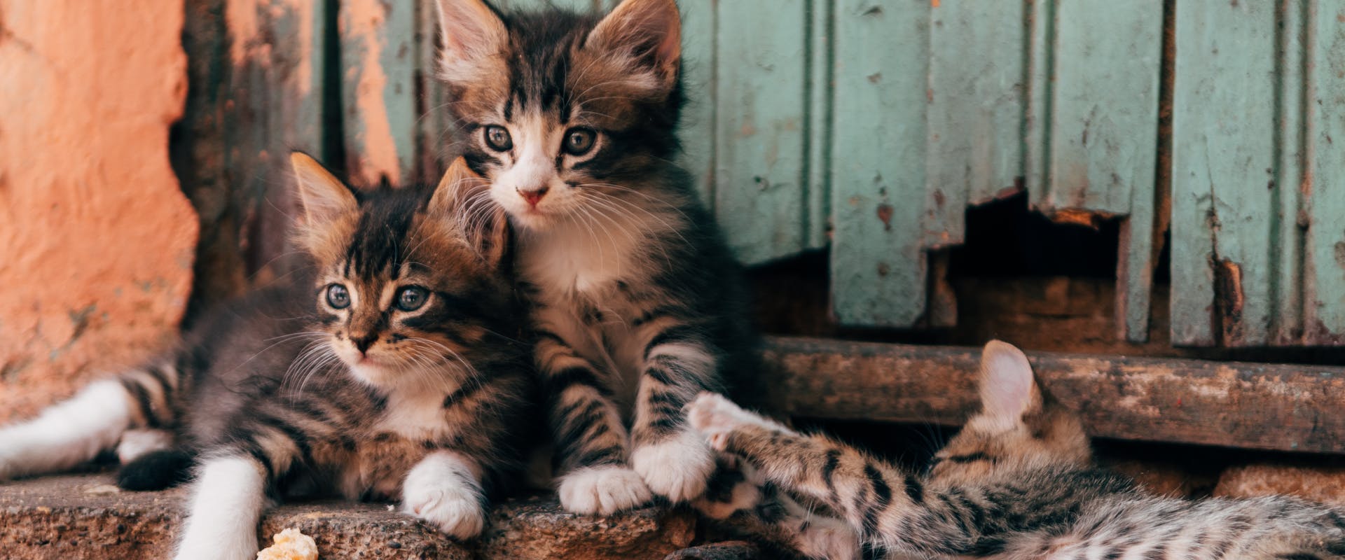 three kittens outside a wooden door lounging on a concrete step