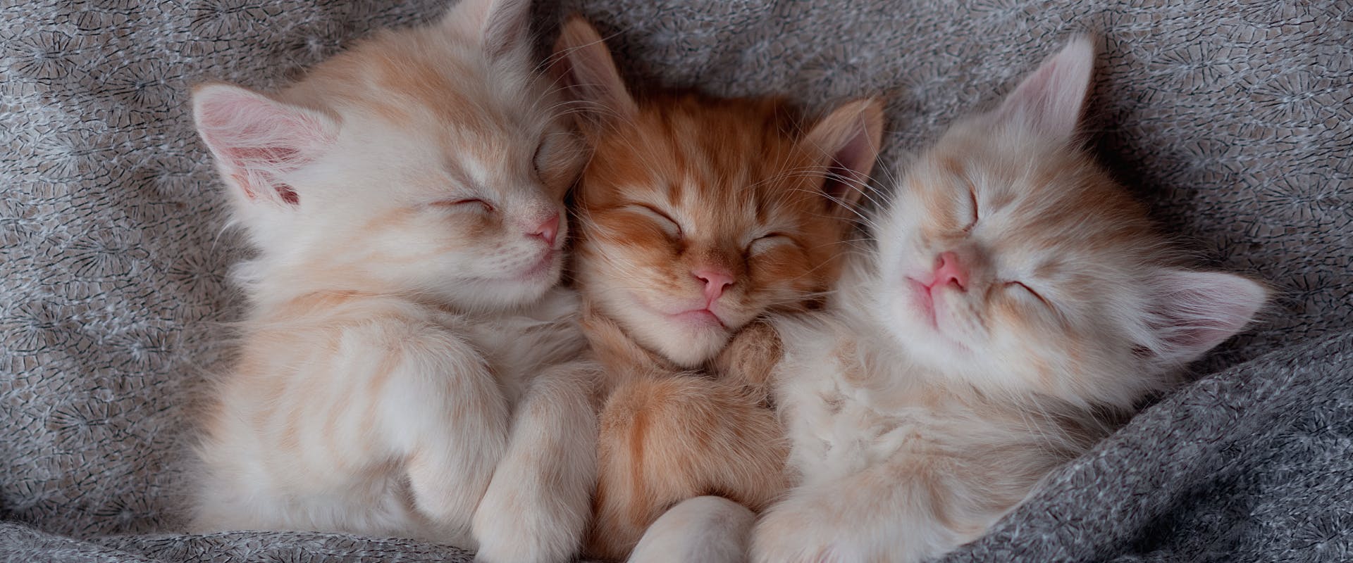 three sleeping kittens tucked into a gray blanket