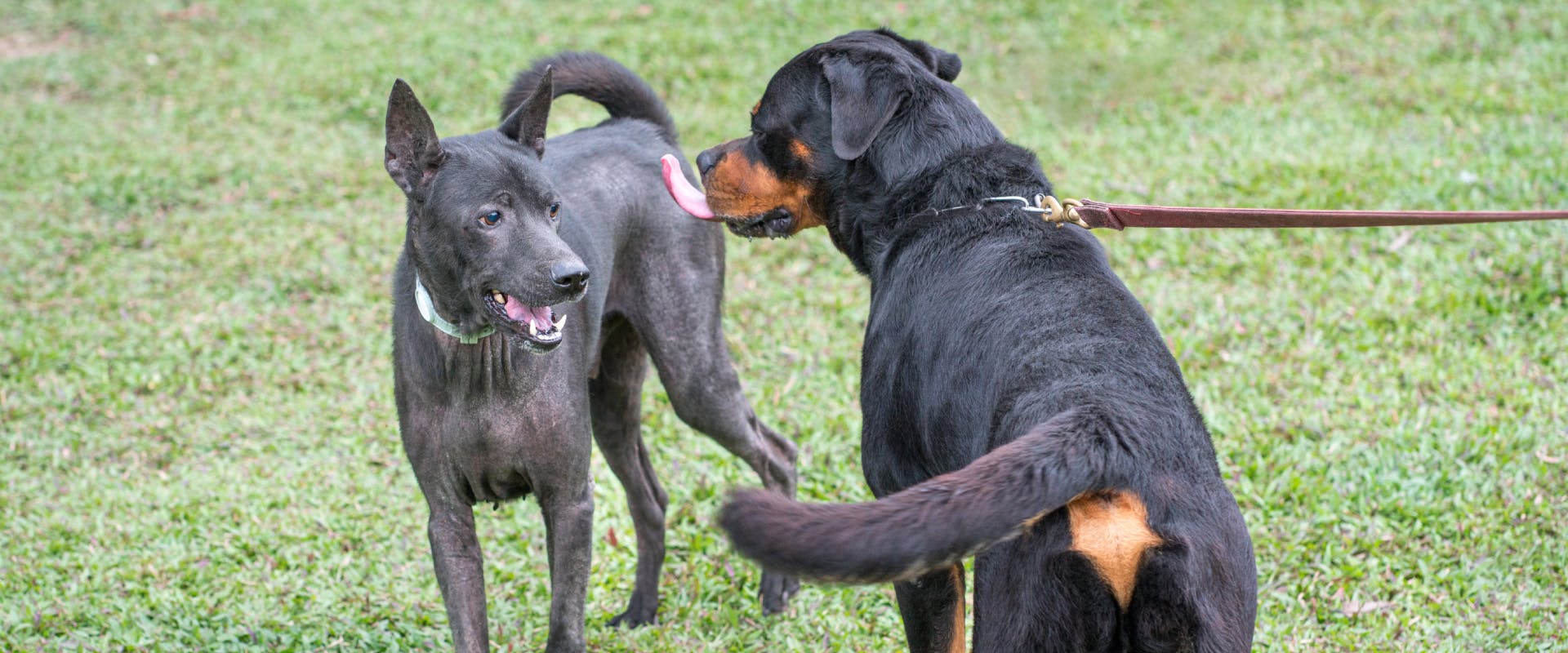a large black and brown dog licking the air next to a large black dog in a park 