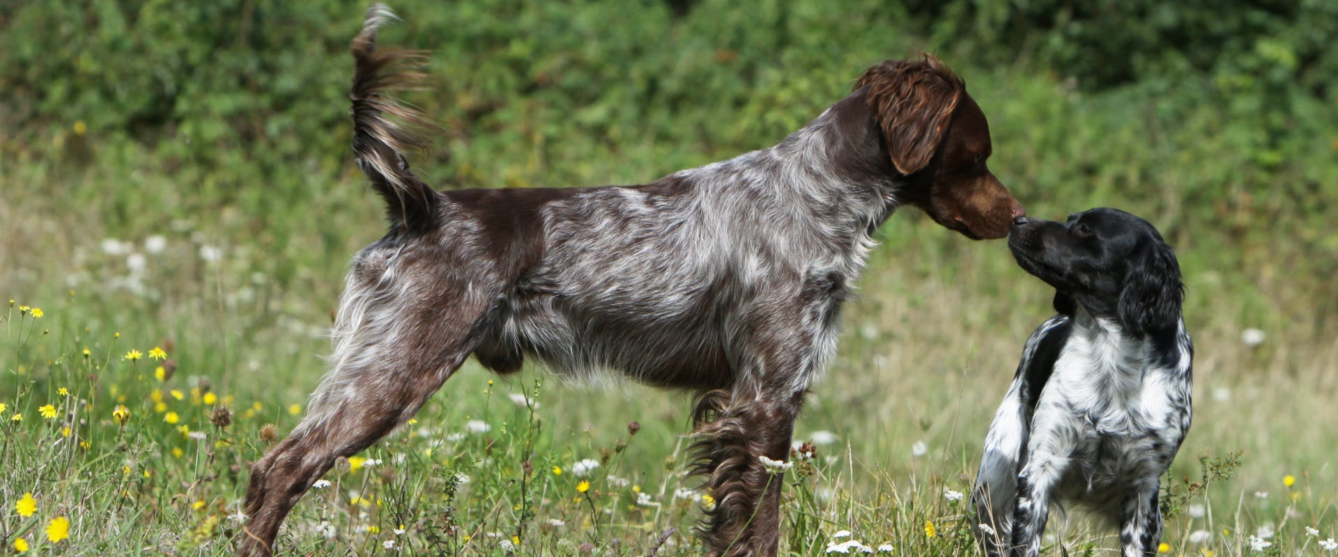 a brown spaniel and a black springer spaniel stood in a field touching noses