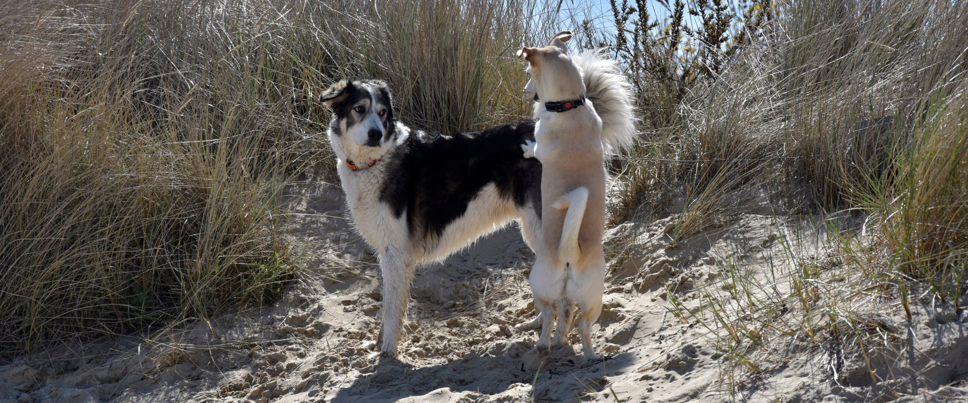 a large dog stood on a sand dune facing another smaller dog that is on its hind legs and has its front paws on the large dog's behind