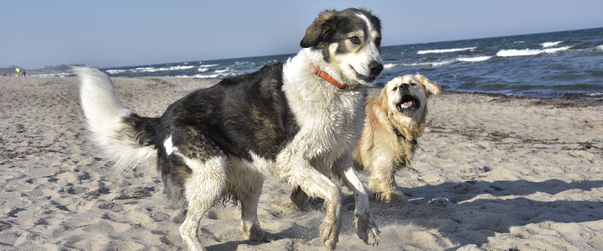 two large dogs running along a beach