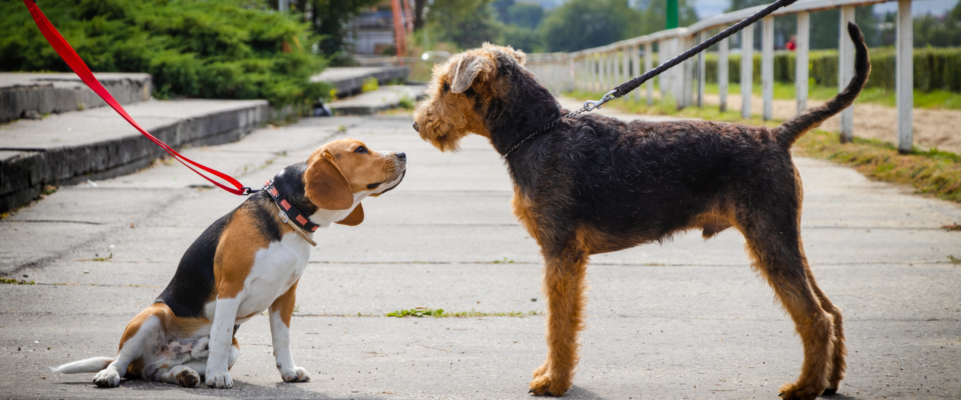 What to do if your dog barks at other dogs
