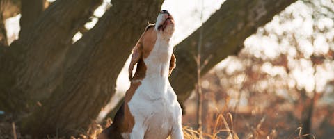 a beagle howling next to a large treeing and sitting in a pile of dead leaves