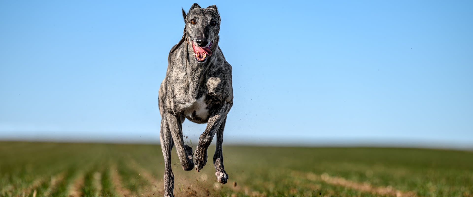 a greyhound running through a field with its tongue hanging out