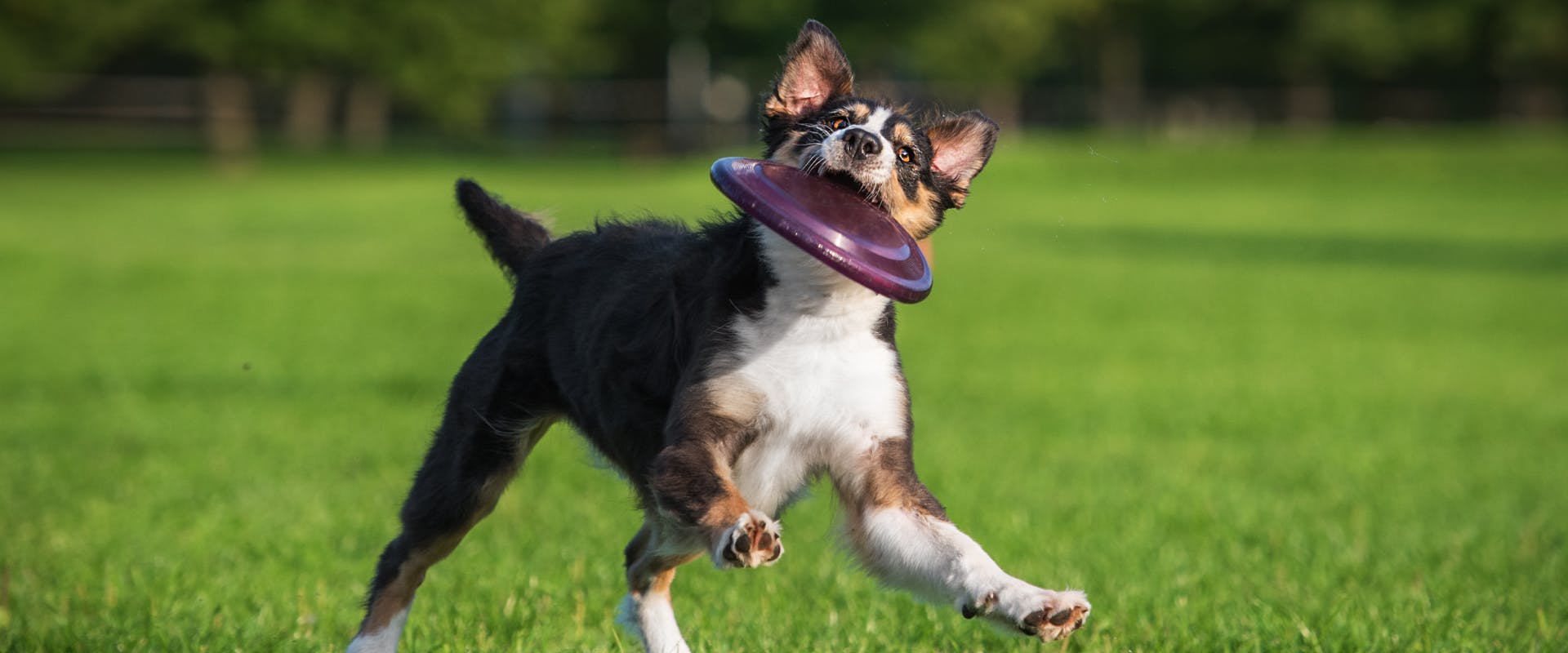 a tri-colored high-energy breed puppy running across some grass with a purple frisbee in its mouth