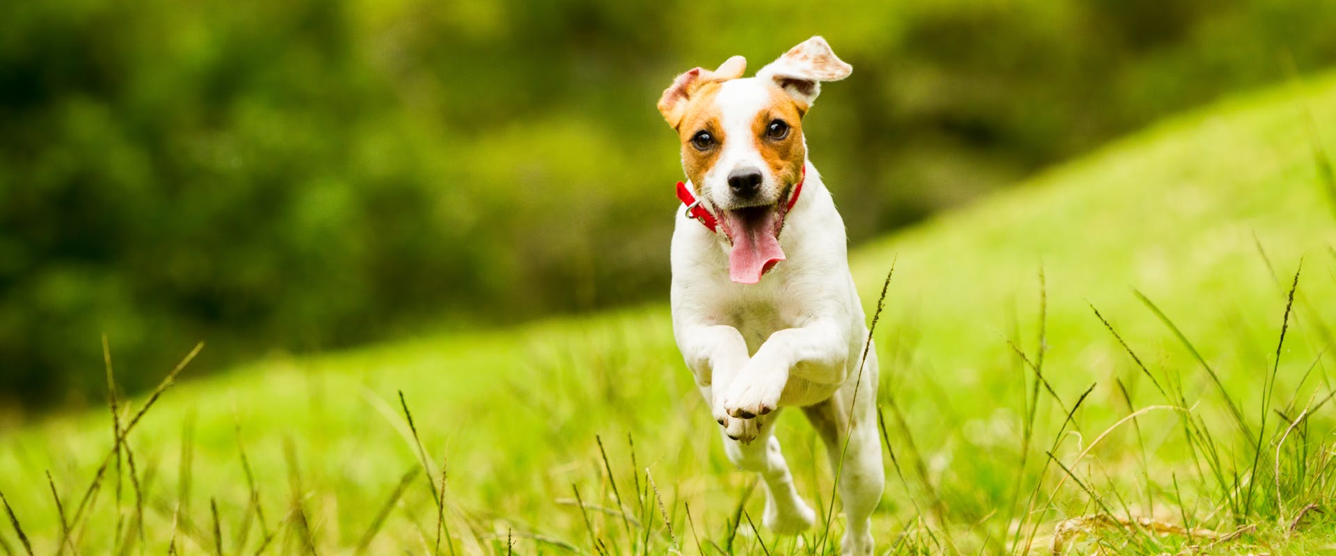 a small high-energy breed dog running through a field of grass with its tongue lolling out