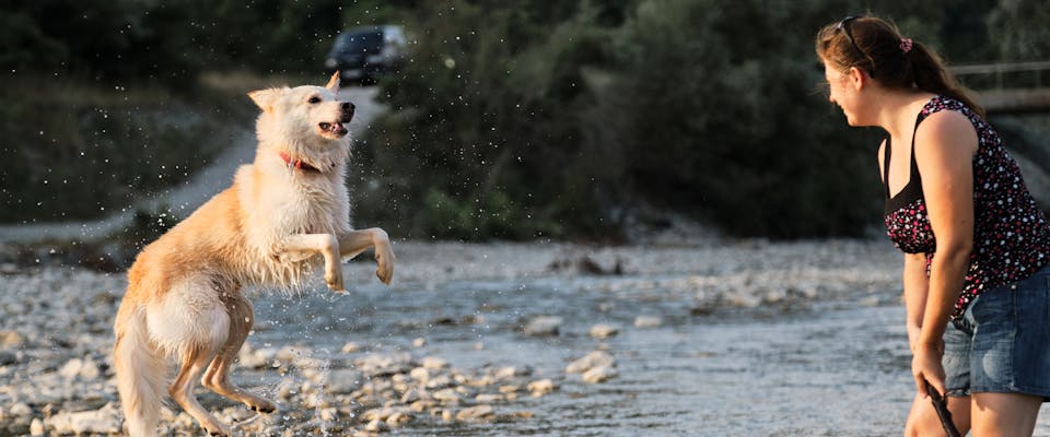 a large white active dog jumping in mid-air along a shallow stream in front of a smiling woman holding a stick