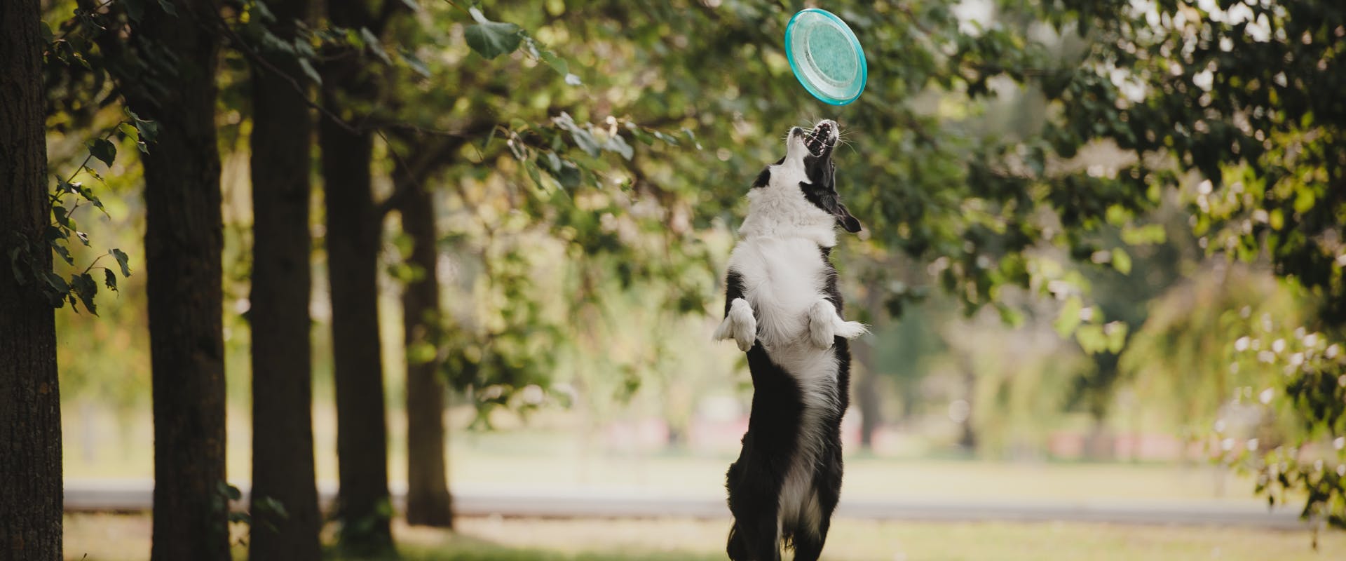 a border collie active dog jumping straight up in the air to catch a blue frisbee in a park