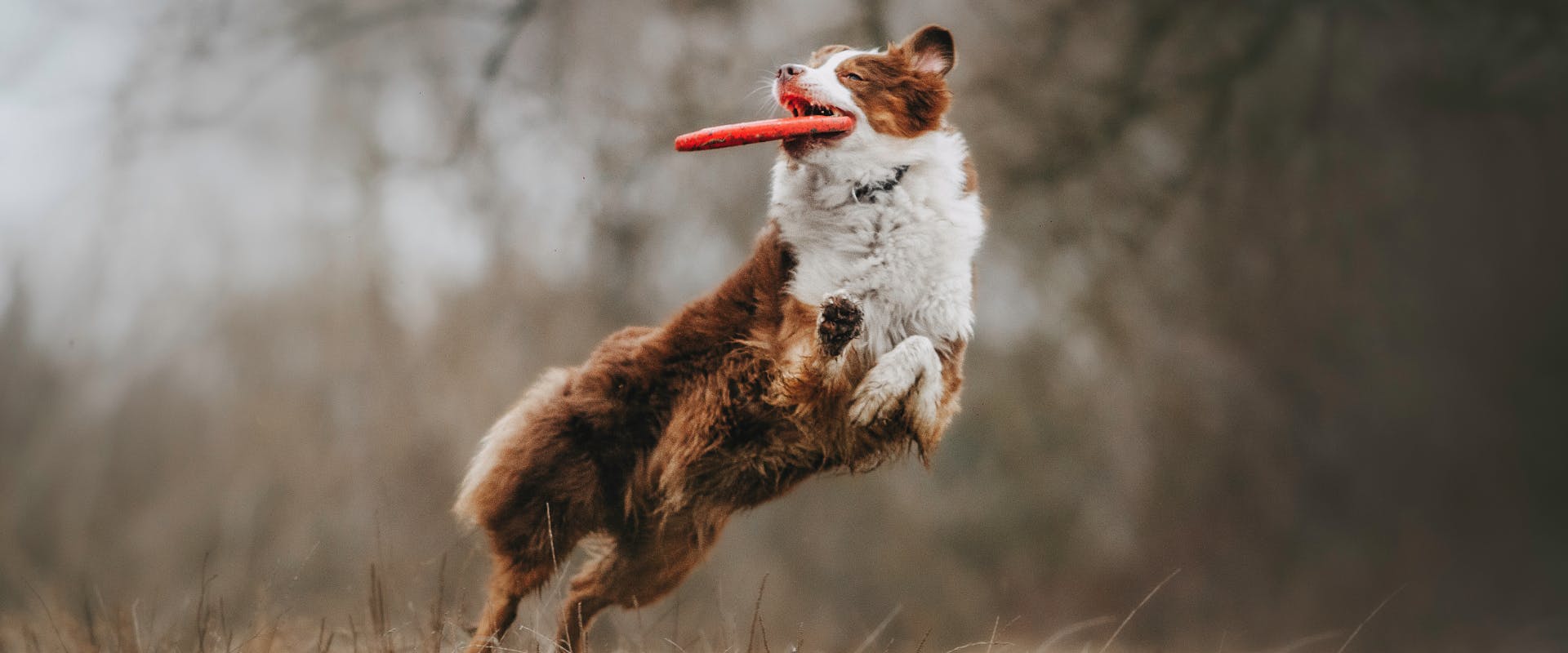 a brown and white border collie active dog jumping in the air as it catches a red frisbee