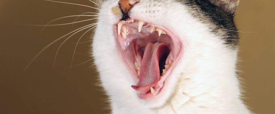 A cat opens it's mouth wide.