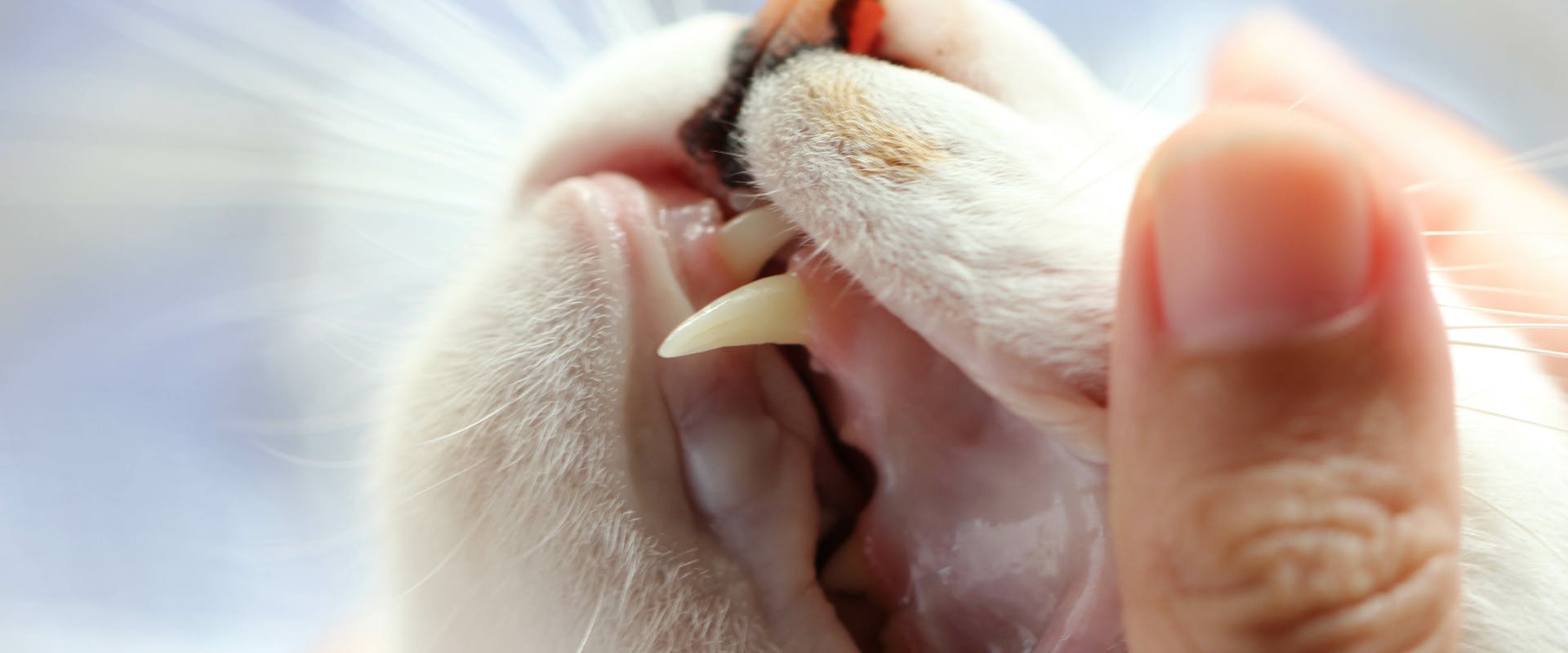 A close up of a cat's fangs.