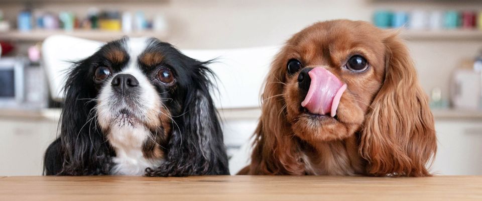 Raw diet for hot sale cavalier king charles