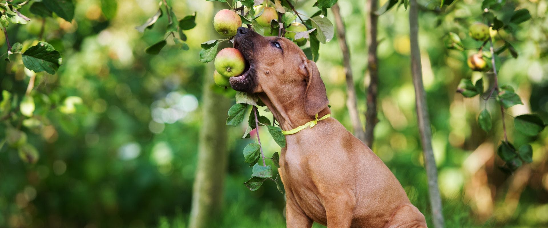 Brown dog eating an apple straight from the tree
