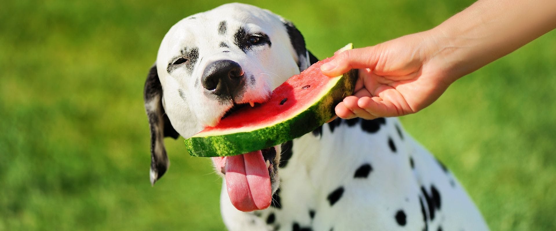 Dalmatian dog eating a slice of watermelon