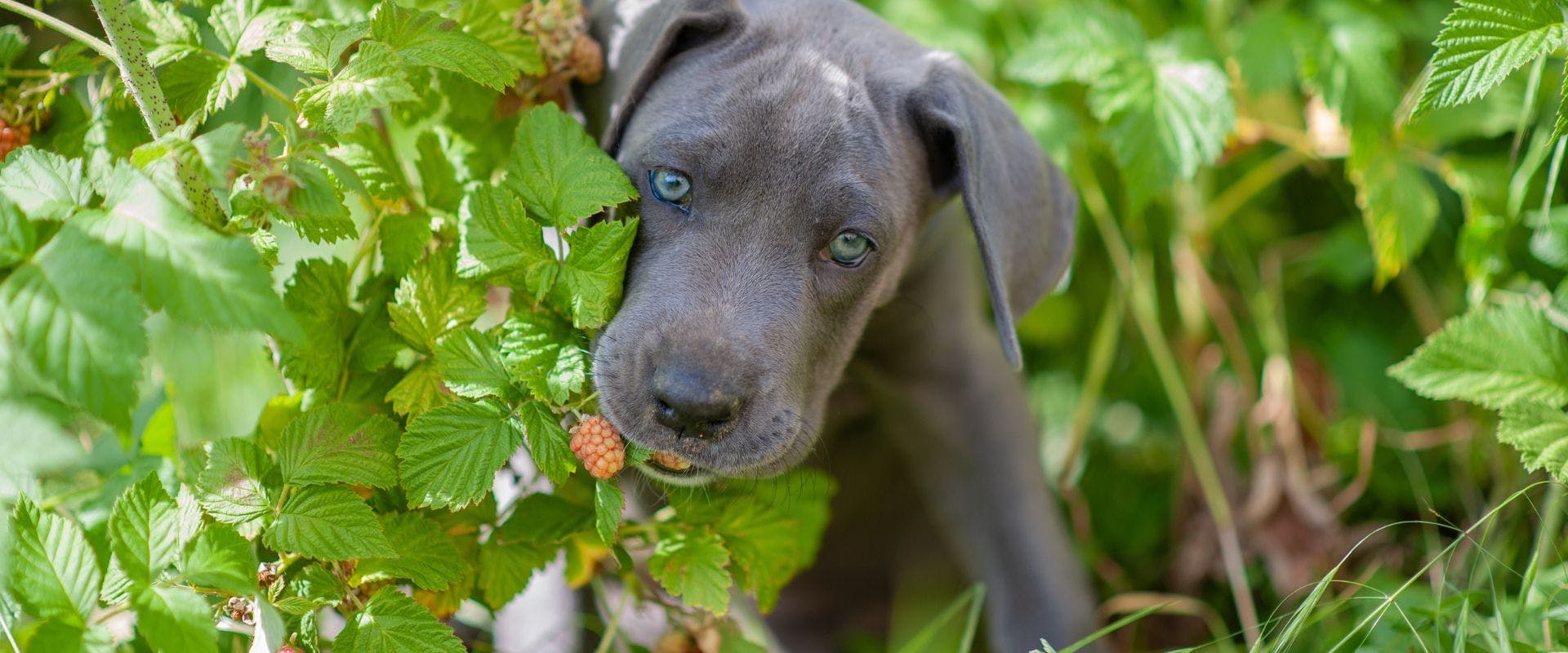 Grey dog eating a raspberry from the plant