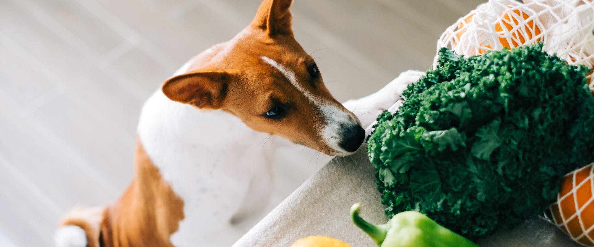 Jack Russell dog sniffing vegetables on kitchen side