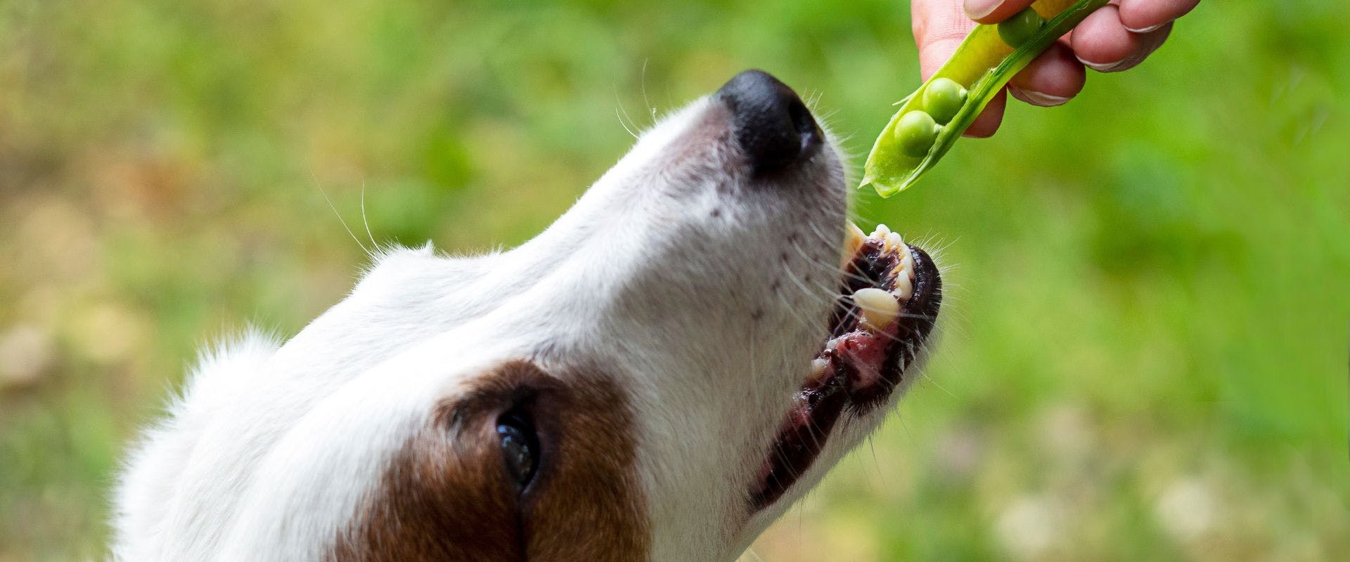 Terrier dog being fed garden peas