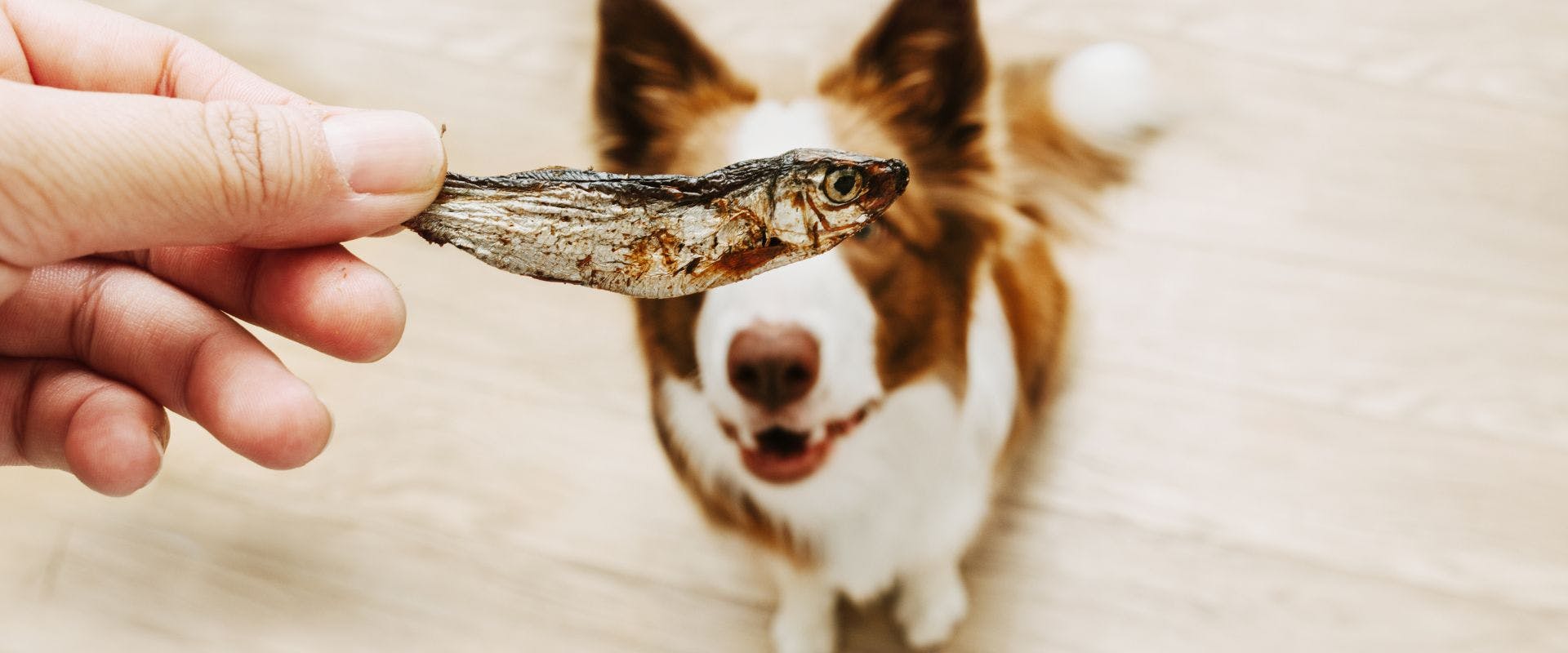Dried anchovy being held in front of a brown and white Border Collie dog