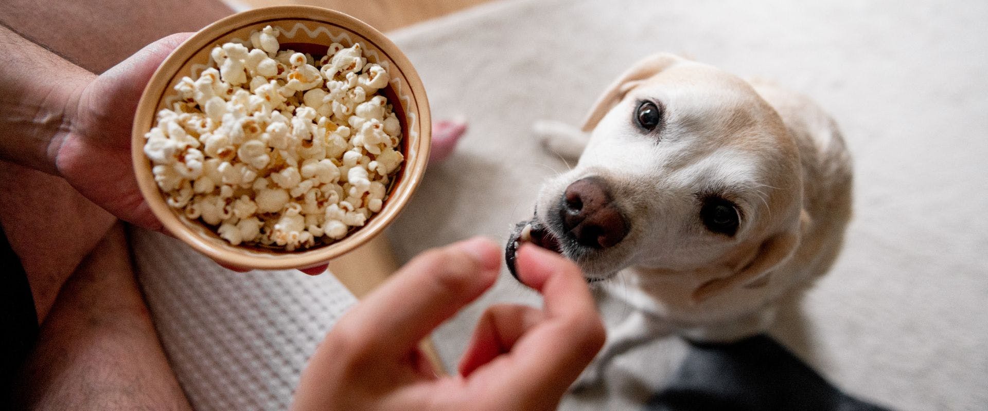 Golden Labrador waiting to be fed popcorn
