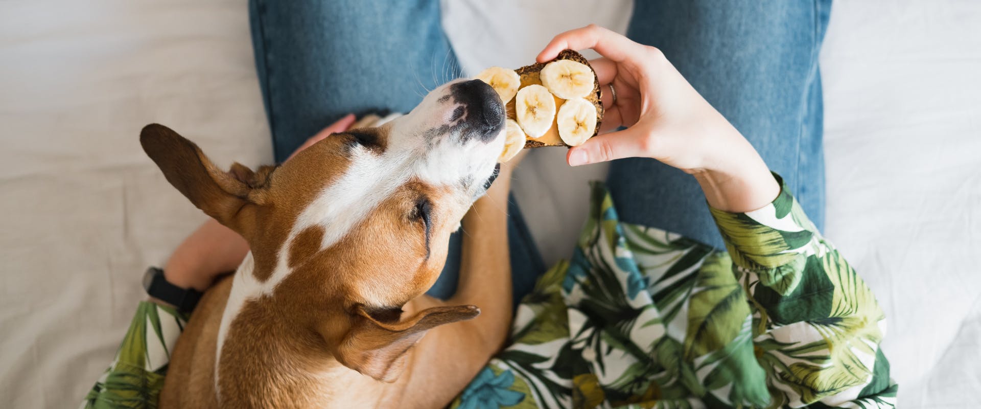 Brown and white dog eating banana and peanut butter on toast