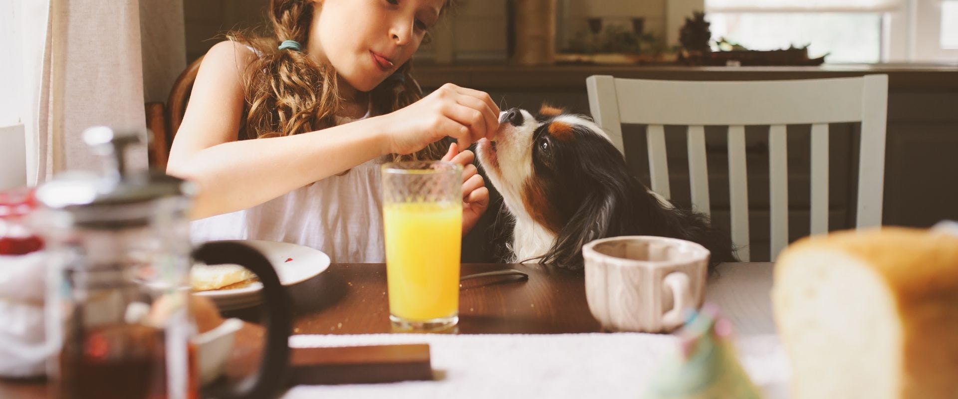Child feeding a Cavalier King Charles Spaniel at the dinner table