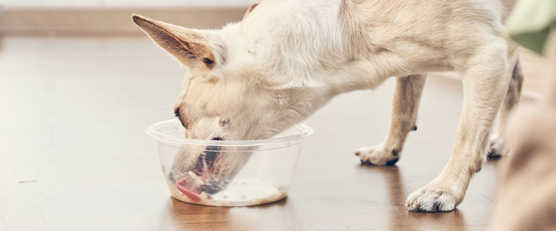 White dog eating from a plastic bowl