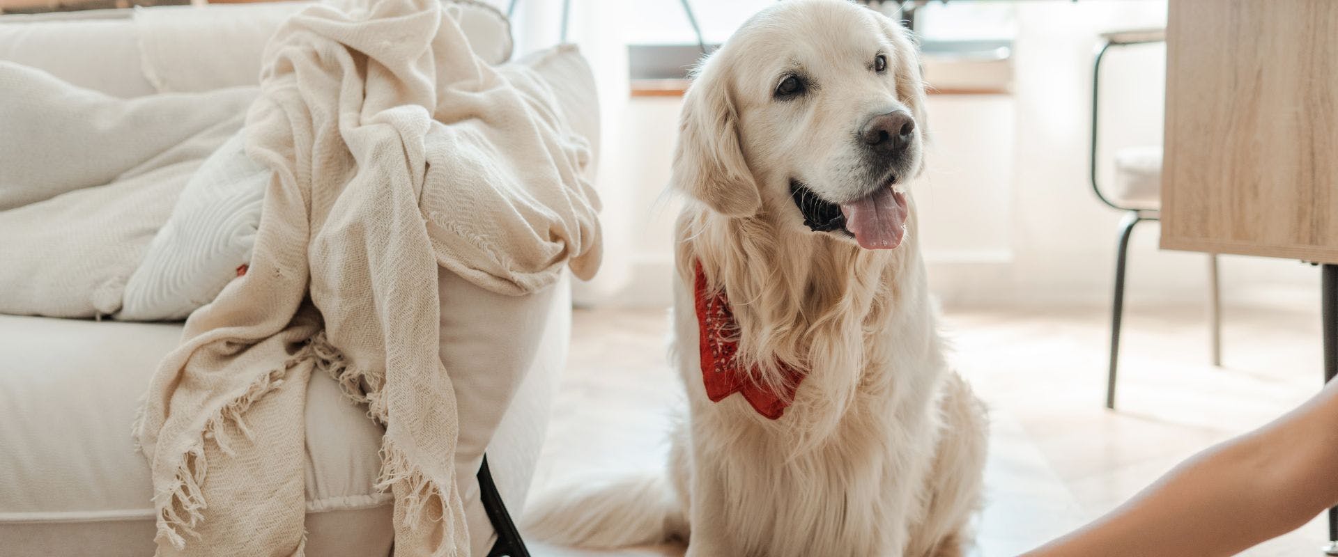 Golden Retriever waiting to be fed in living room