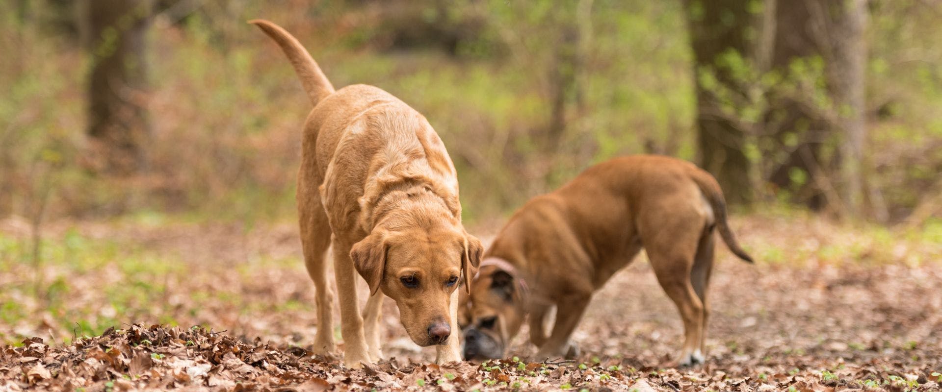 Two brown dogs sniffing in the woods