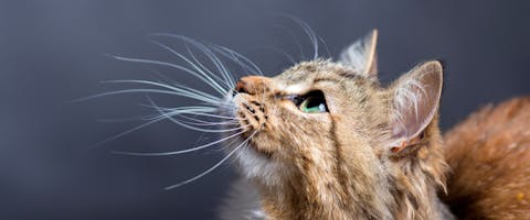 A close up of cat whiskers.