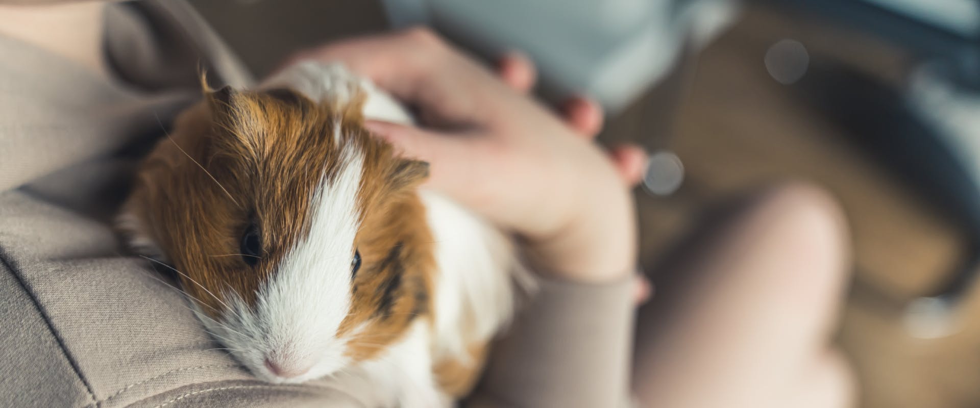 a pet sitter cuddling a tri-colored guinea pig against their shoulder 