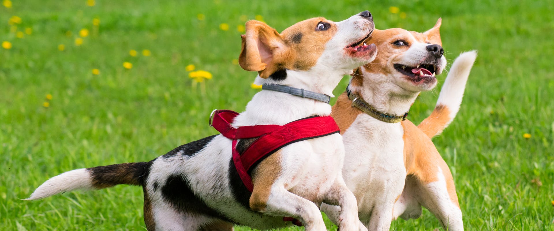 two beagles playing on a grass field whilst at doggy daycare