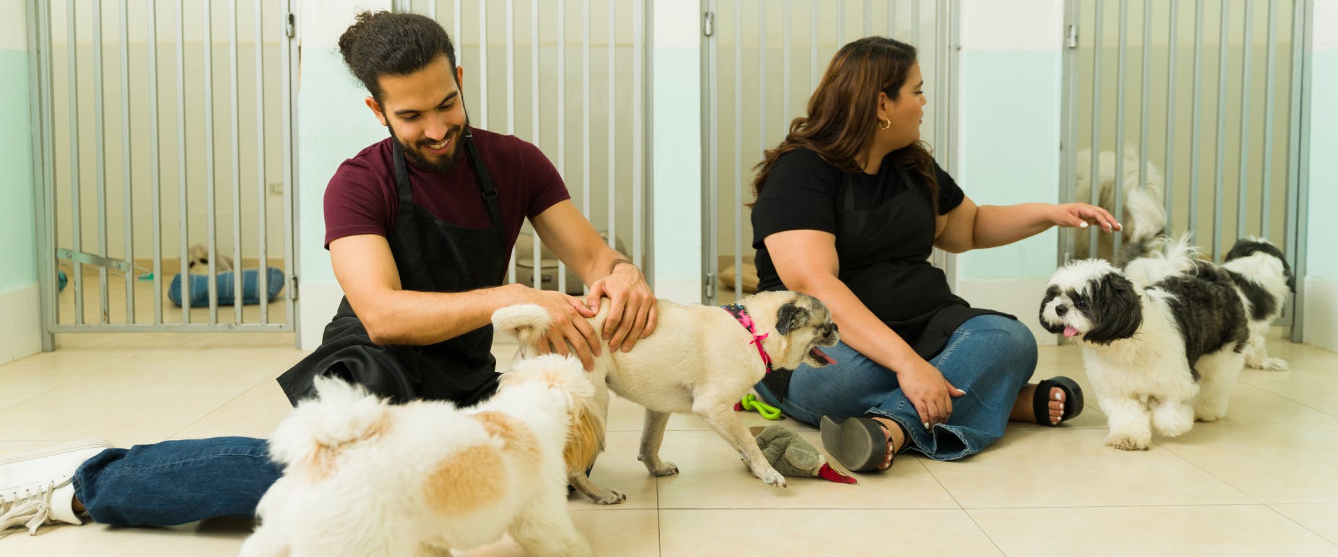 two doggy daycare staff members playing with a pack of small dogs at a daycare for dogs center