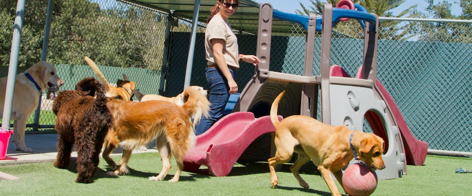 a pack of dogs playing in the astroturf garden of a doggy daycare center