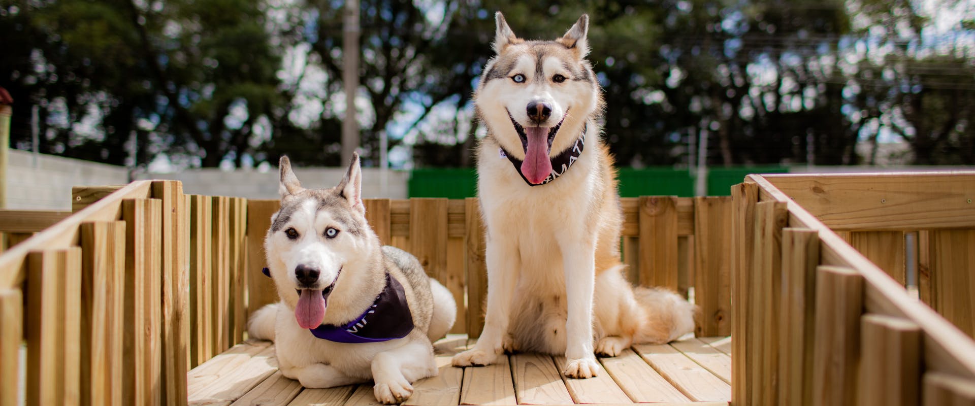 two huskies sitting on a wooden walkway for dogs at a doggy daycare center