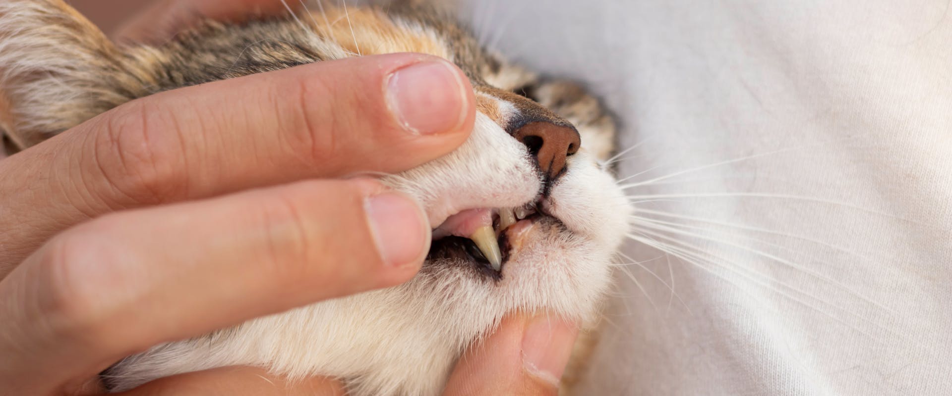a human hand gently lifting a cat's top lip to reveal the bottom cat's lip and top front tooth