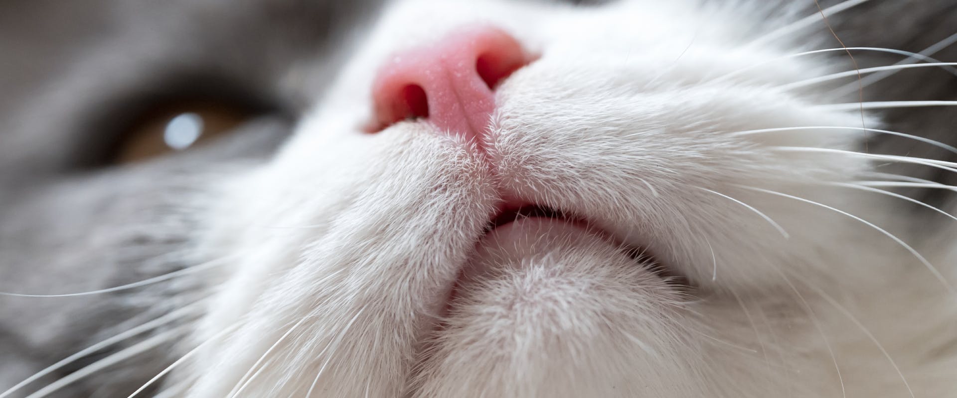 a close up of a gray and white cat's lip and pink nose