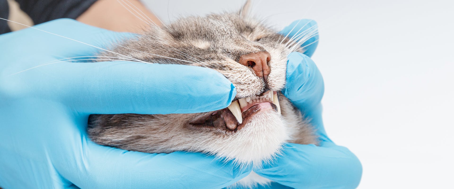 a vet with blue rubber gloves on lifting a cat's lip upwards to reveal it's bottom lip and front top teeth