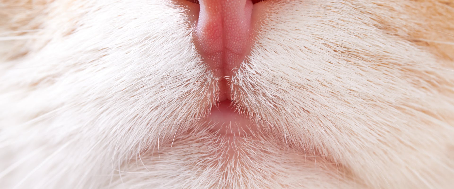 a close up of a cat's lips and bottom of its nose