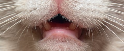 a cat's bottom lip with its mouth slightly open to display its bottom teeth