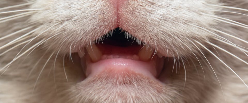 a cat's bottom lip with its mouth slightly open to display its bottom teeth