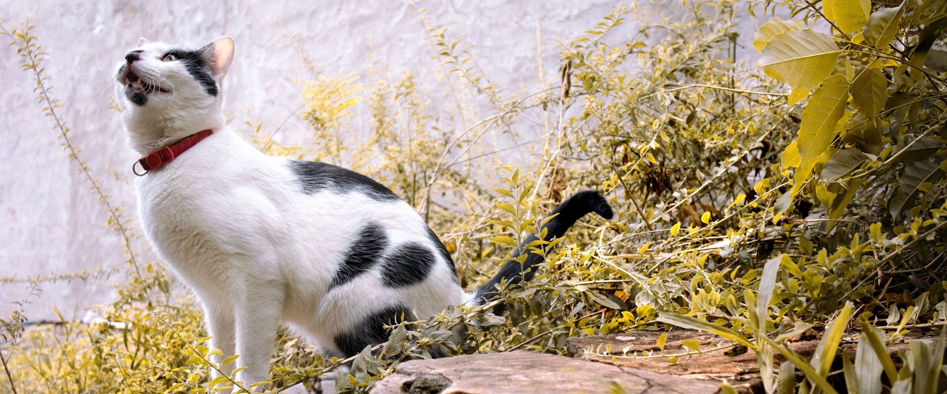 a black and white cat with a red collar looking up while sat in a wild garden