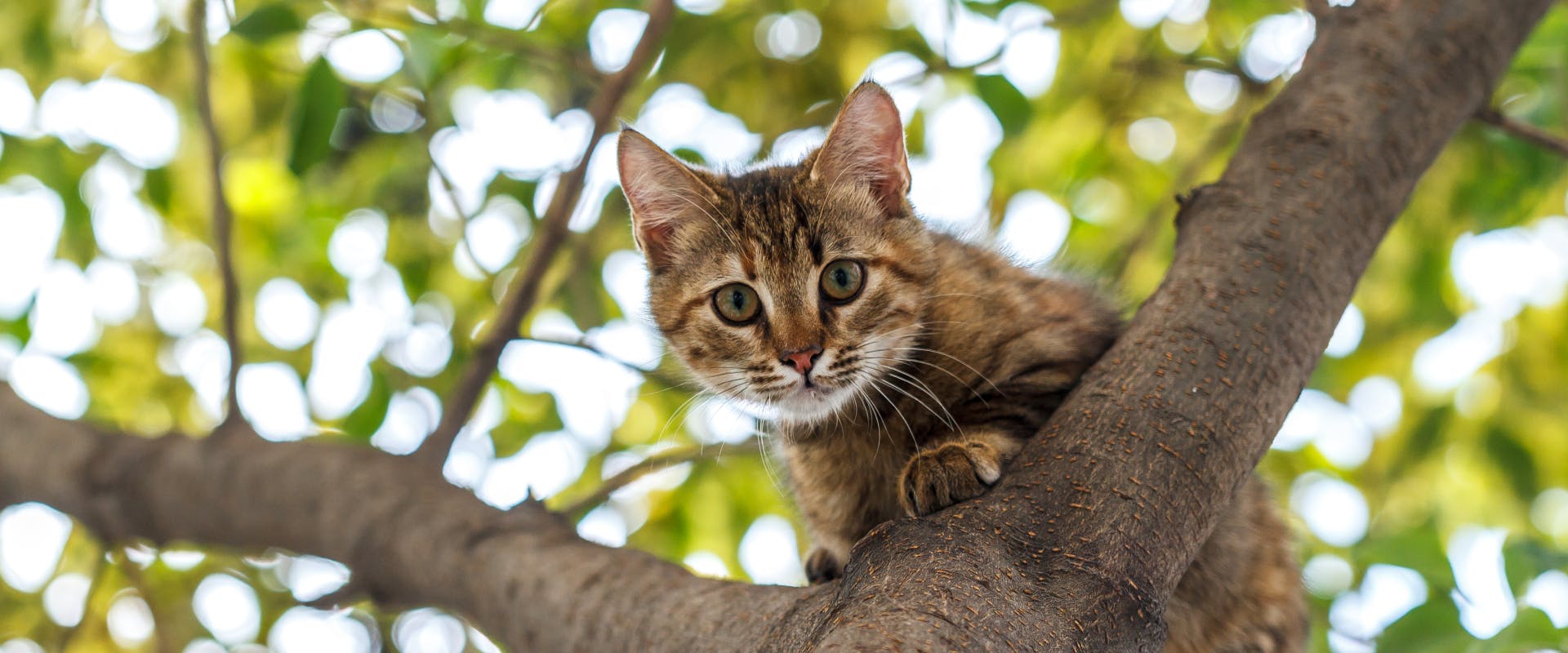 a young tabby cat up in a tree looking down at the camera