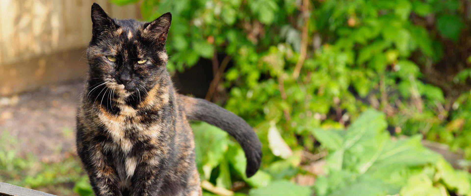 a tortoiseshell cat walking through a vegetable patch while looking directly at the camera