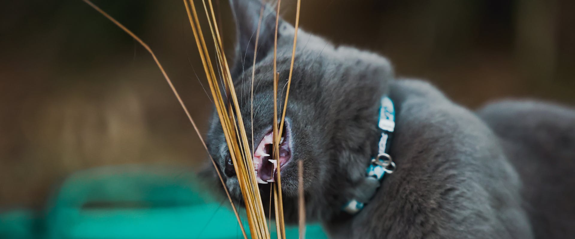 a Russian blue cat with a blue-collar chewing on strands of long dry grass