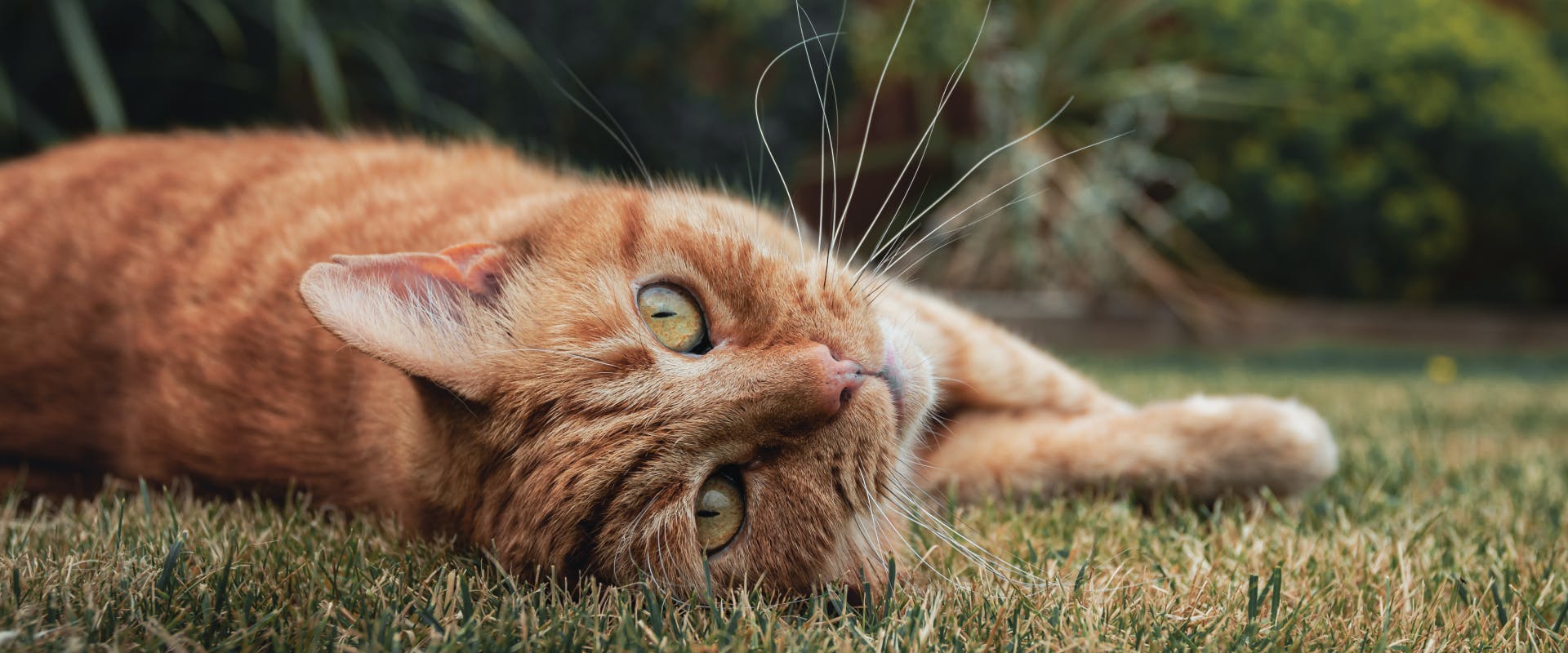 a ginger tabby cat lying on a grass lawn looking past the camera