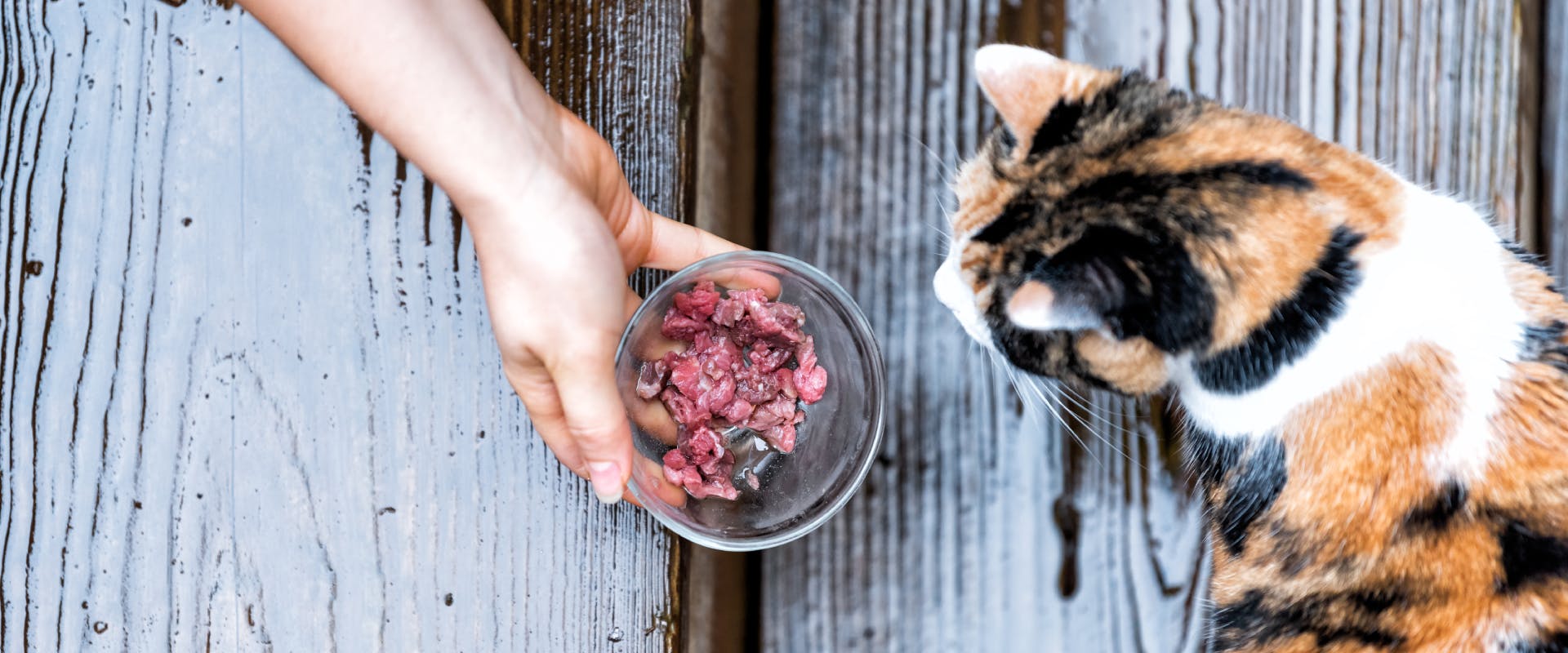a human holding and showing a glass bowl of raw meat to calico cat from a top-down camera angle