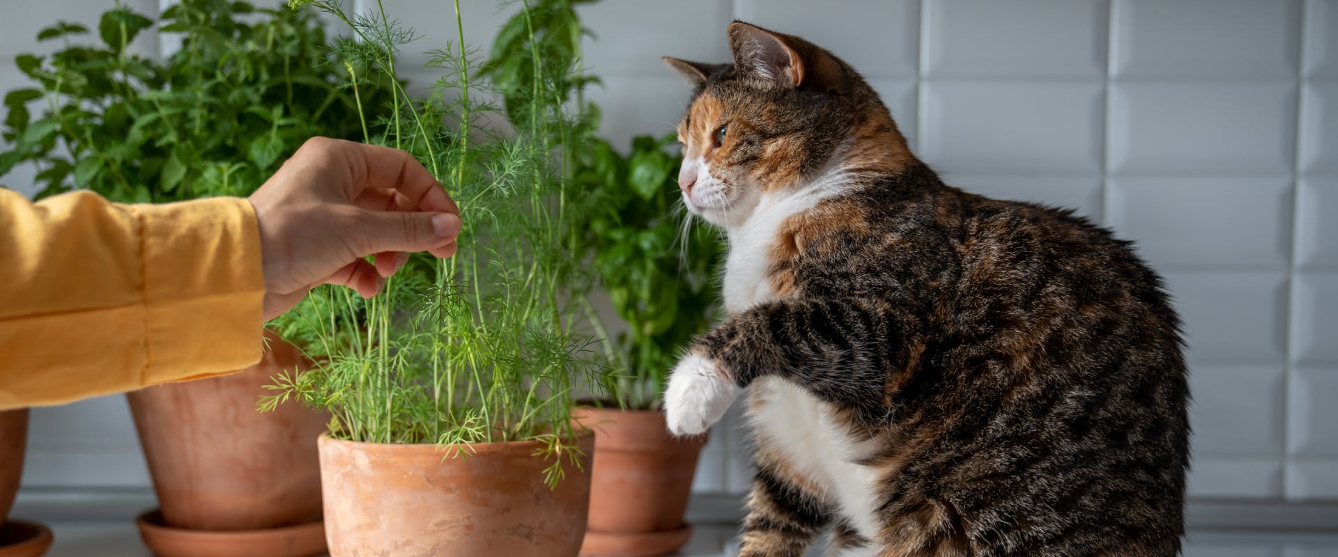 a calico cat about to use its front paw to bat away a human's hand while on a kitchen counter in front of some pot plants