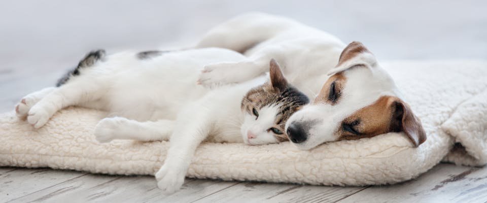 a small dog and cat cuddling on a white pet bed together