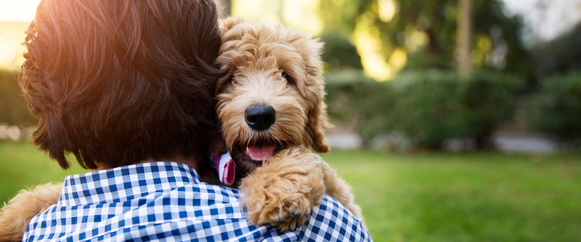 a puppy poodle being carried and cuddle by a human in a garden